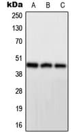 PPP1R7 Antibody (Internal)