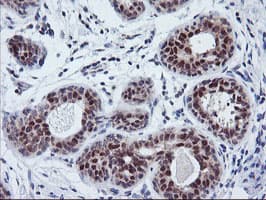 TIMP2 Antibody (clone OTI1B11, Carrier-free)
