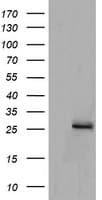 MRPS34 Antibody (clone OTI4C9)