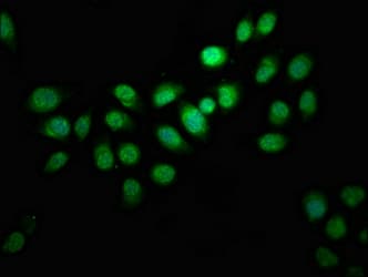INTS10 Antibody