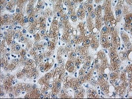 CYP1A2 Antibody (clone OTI1E12)