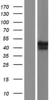 RABEPK / p40 Protein (Over-Expression Lysate Myc-DDK (Flag))