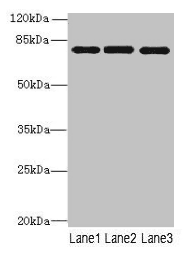 PPEF / PPEF1 Antibody