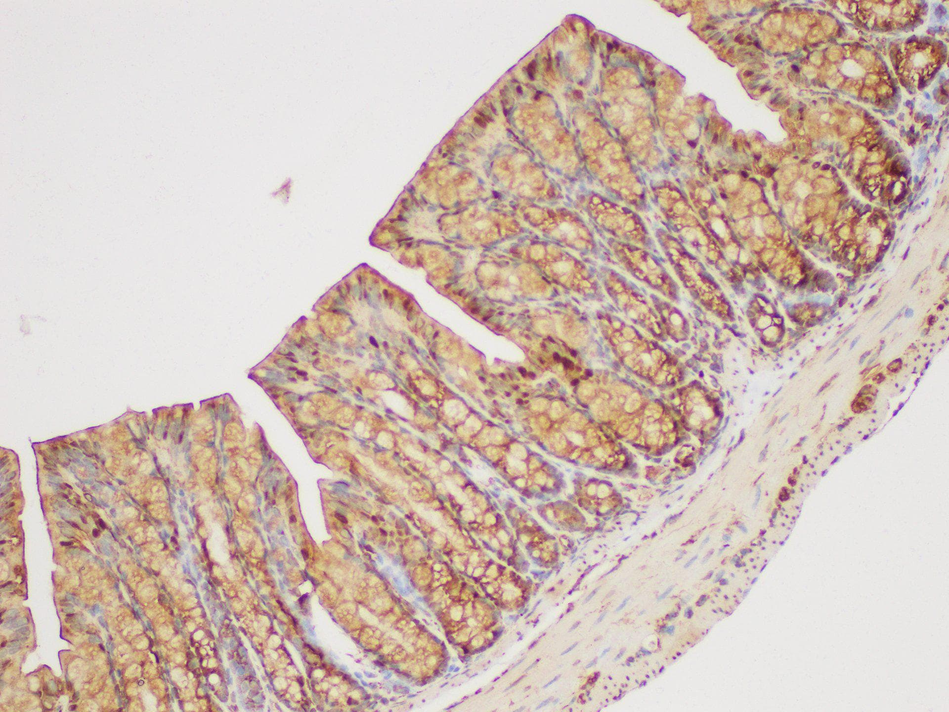 GAPDH Antibody