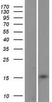 LBH Protein (Over-Expression Lysate Myc-DDK (Flag))