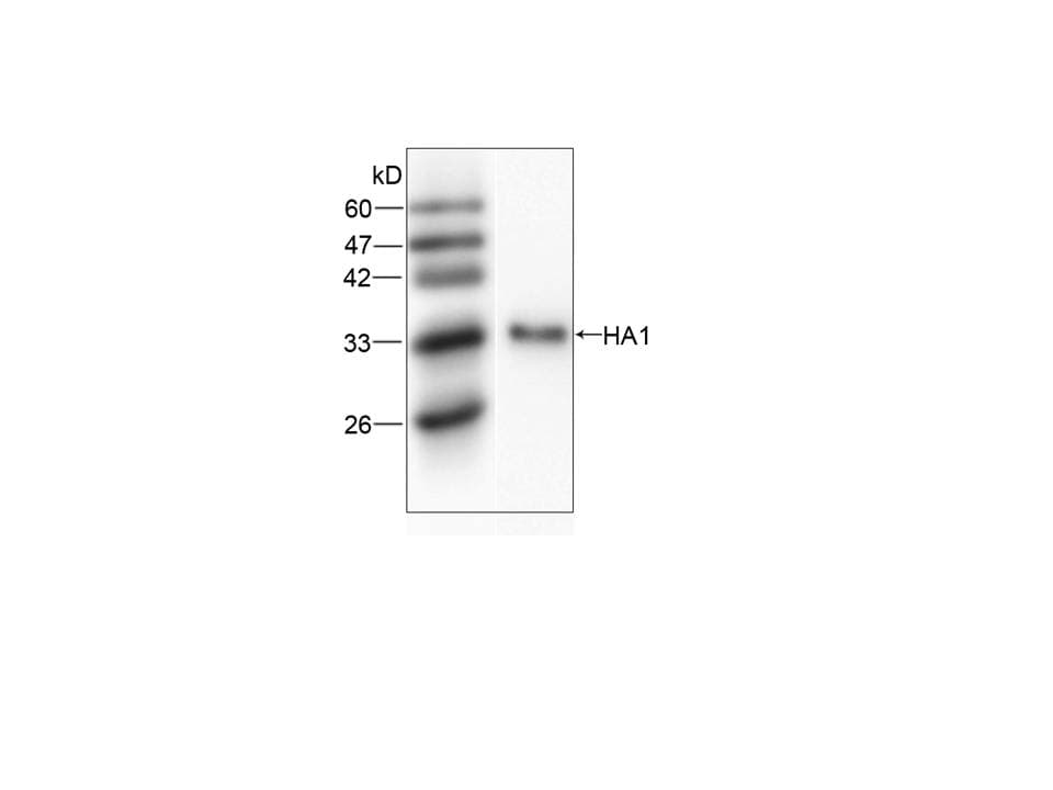 Influenza A Virus H1 Antibody (aa102-341, clone HA22-C)