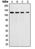POLD1 Antibody (C-Terminus)