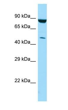 PIP4K2C Antibody (aa240-289)