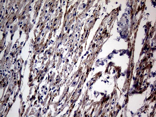 NPPA / ANP Antibody (aa26-153, clone OTI4H4, Carrier-free)