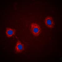VAV2 Antibody (N-Terminus)