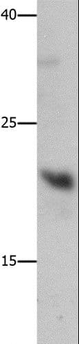 Polyclonal Rabbit anti-Human GFER Antibody (IHC, WB)
