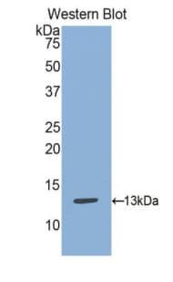 S100A13 Antibody (aa2-98, Cy3)