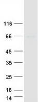 Human STAM1 / STAM Protein (Recombinant Myc-DDK (Flag))