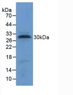 Tryptase Antibody (aa151-275, APC)
