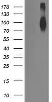FGFR2 / FGF Receptor 2 Antibody (clone OTI2D1)