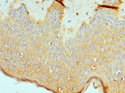 Polyclonal Rabbit anti-Human ASMTL Antibody (aa1-290, IHC, WB)