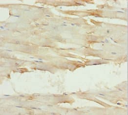 GNA15 Antibody