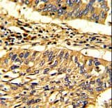 HSP70L1 / HSPA14 Antibody (aa80-109)