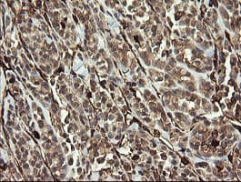 TMEM173 / STING Antibody (clone OTI4H8)