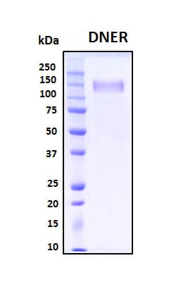 Human DNER / BET Protein (Recombinant His, N-Terminal)