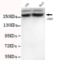 CHD3 Antibody (C-Terminus)