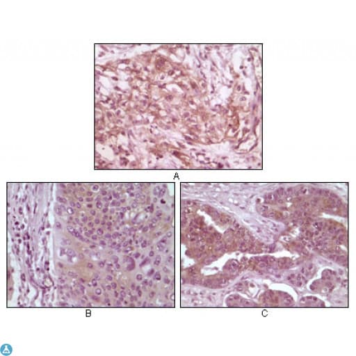 EIF4EBP1 / 4EBP1 Antibody