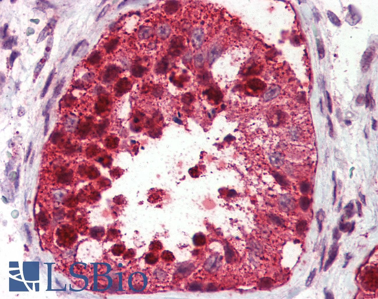 IHC-plus™ USP2 Antibody (C-Terminus)