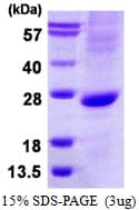 Human ATOH1 / MATH-1 Protein (Recombinant)