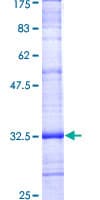 Human PMP22 Protein (Recombinant GST, N-terminus)