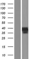Human INHBC Protein (Over-Expression Lysate Myc-DDK (Flag))
