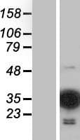 MOBKL2C / MOB3C Protein (Over-Expression Lysate Myc-DDK (Flag))