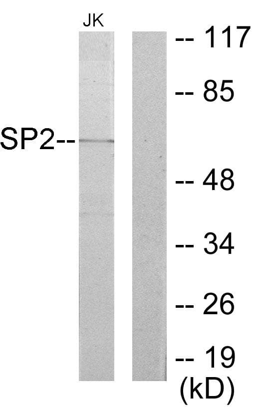 SP2 Antibody