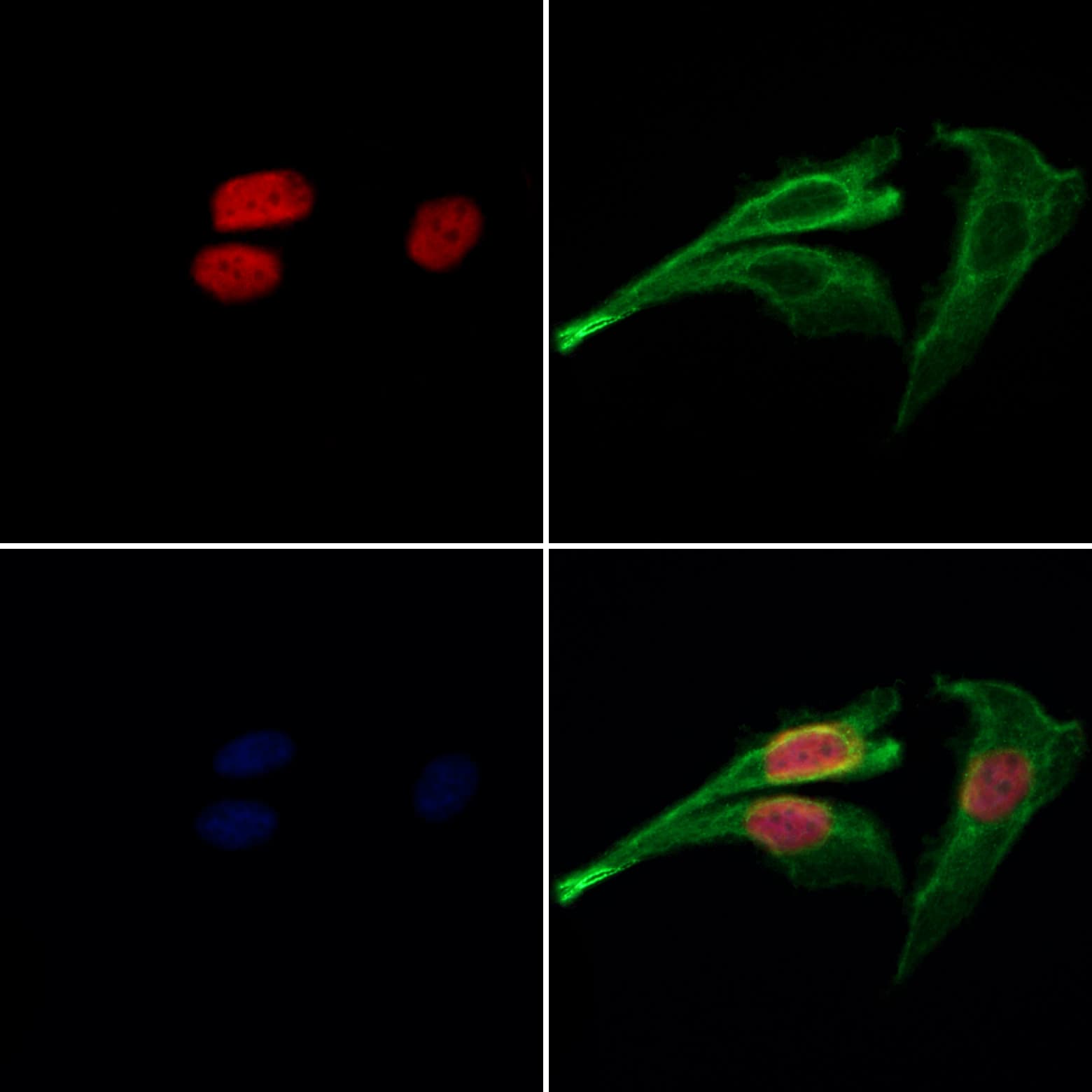 CDC26 Antibody