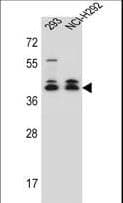 DMRTC2 Antibody (aa99-128)