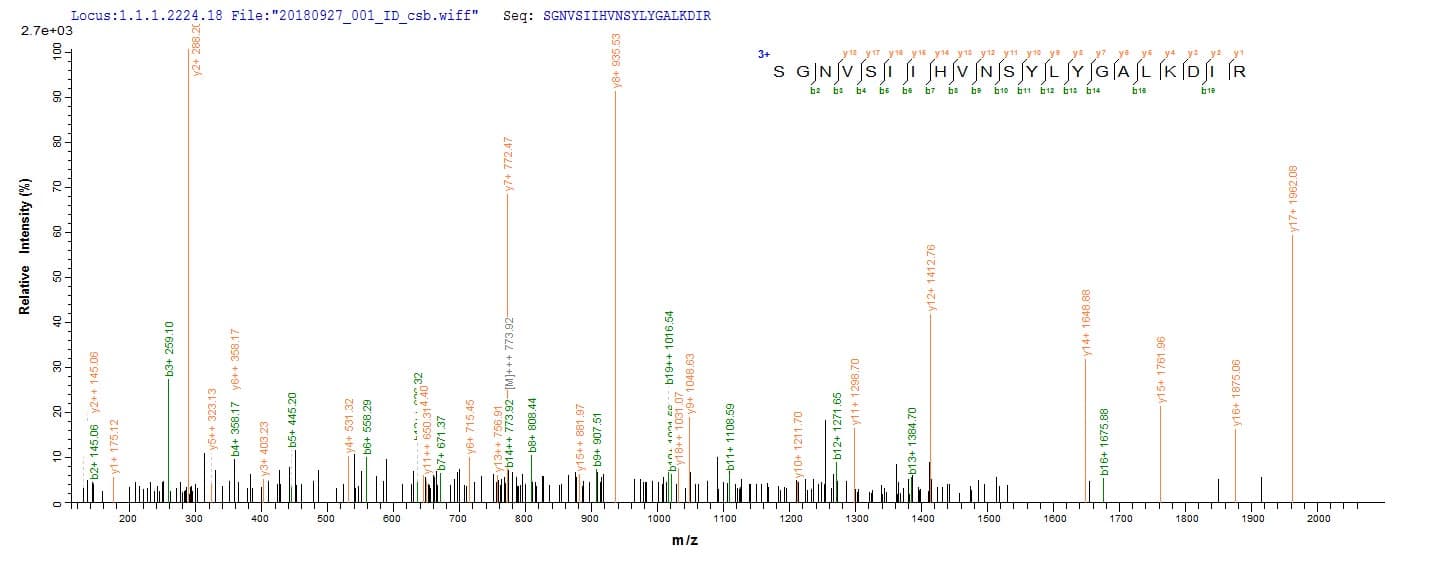 Vesicular Stomatitis Virus VSIV N Protein (Recombinant 10His, N-terminus + Myc, C-terminus)