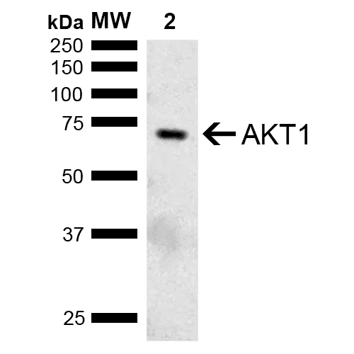 PathPlus™ AKT1 Antibody
