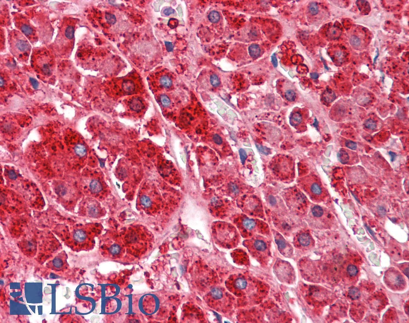 IHC-plus™ S1PR1 / EDG1 / S1P1 Antibody