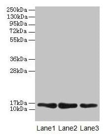 MRPL14 Antibody
