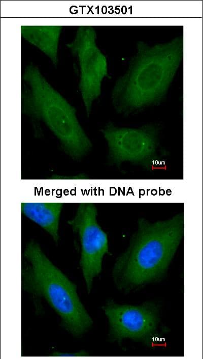 SCYL3 Antibody (aa80-549)