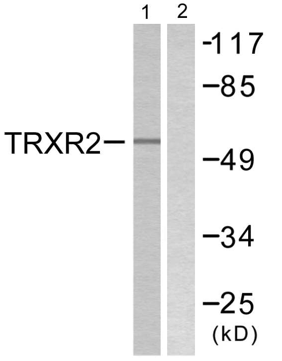 TXNRD2 Antibody
