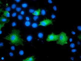 ARFGAP1 Antibody (clone OTI1H4)