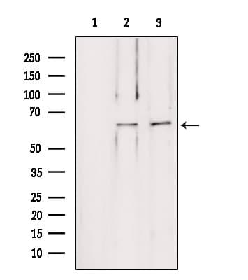 LMOD1 Antibody