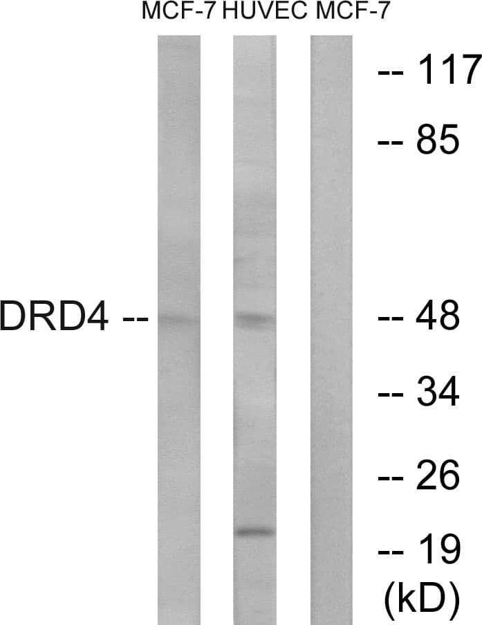 DRD4 / Dopamine Receptor D4 Antibody (aa355-404)