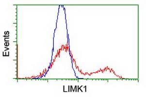 LIMK1 / LIMK Antibody (clone OTI2A11)