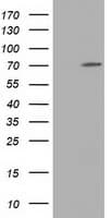 MPP3 Antibody (clone OTI5E8)