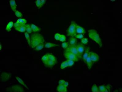 BRAP2 Antibody