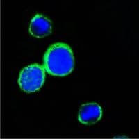REG1A Antibody (clone 1A4)