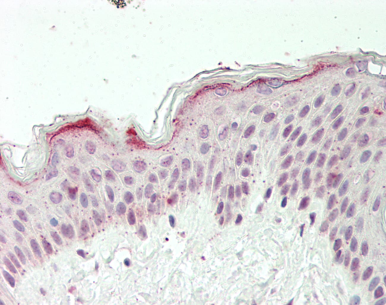 ZFX Antibody (aa252-301)