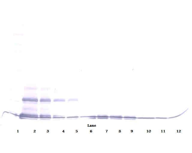 CCL16 / LEC Antibody (Biotin)