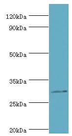 MRPL28 Antibody (aa1-256)